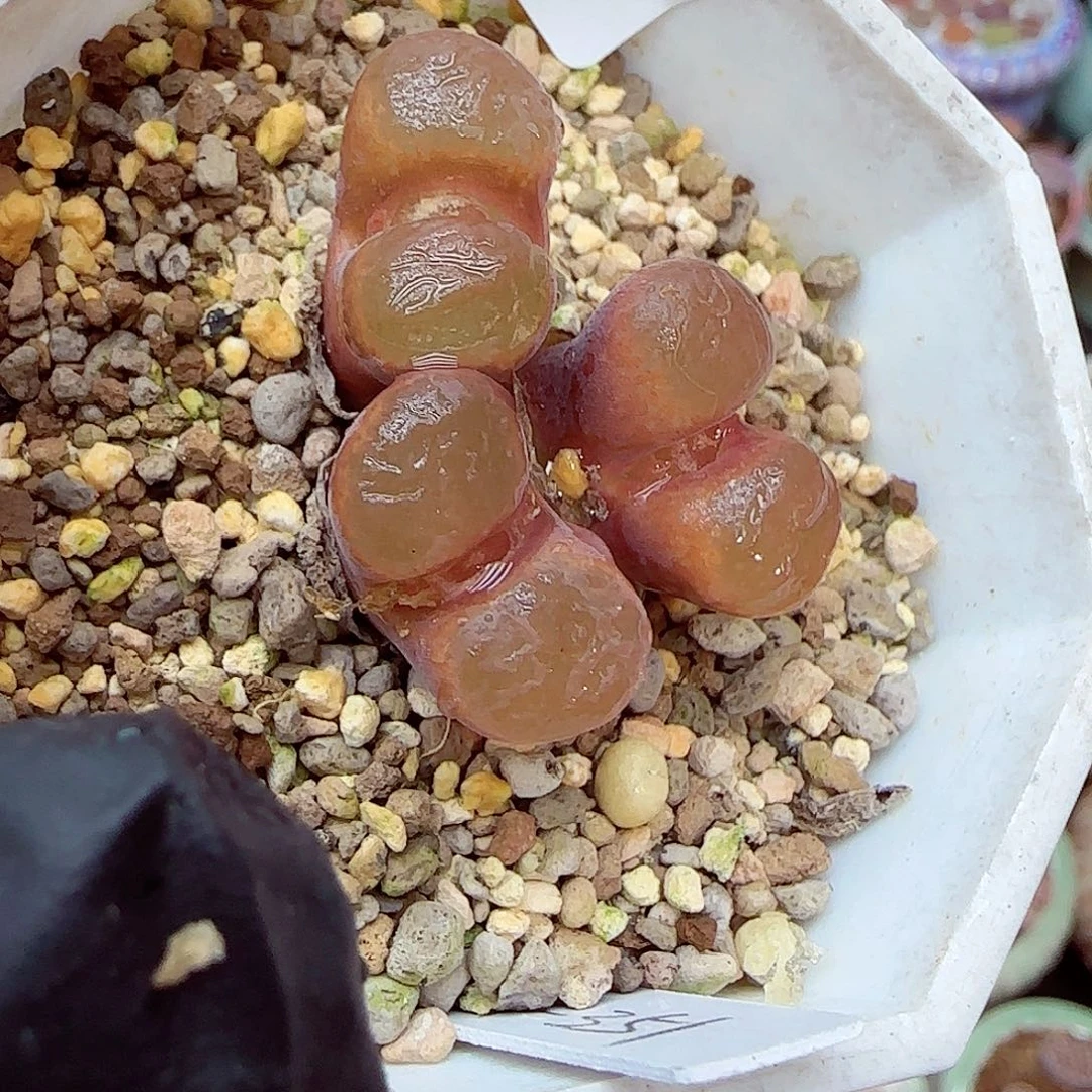 生石花满18包邮1231-64