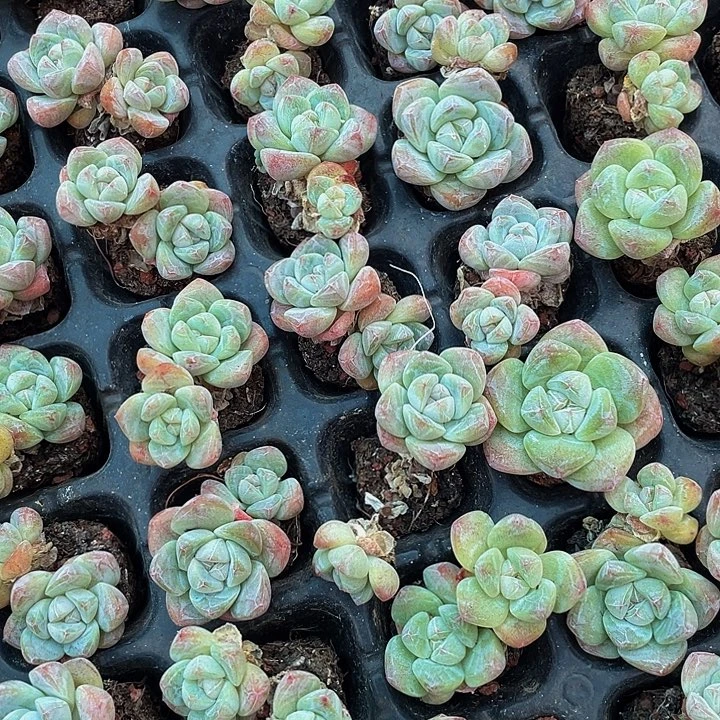 单头带杆子小冰玉