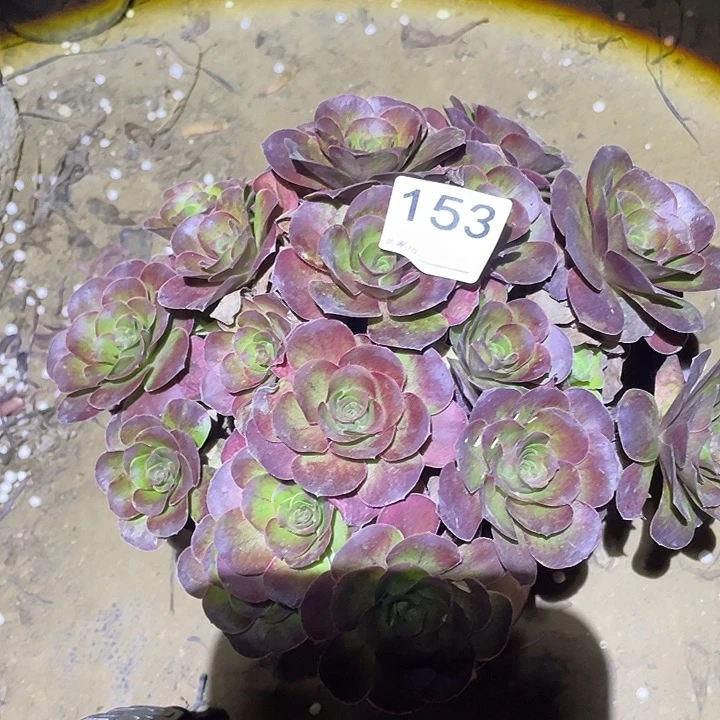 多肉植物断枝不包153美金玫瑰