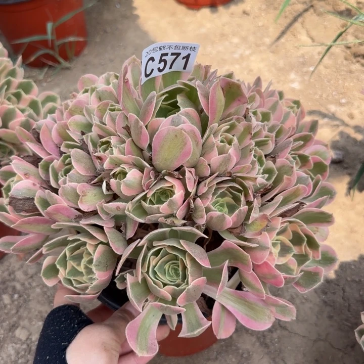 妖月……多肉植物……