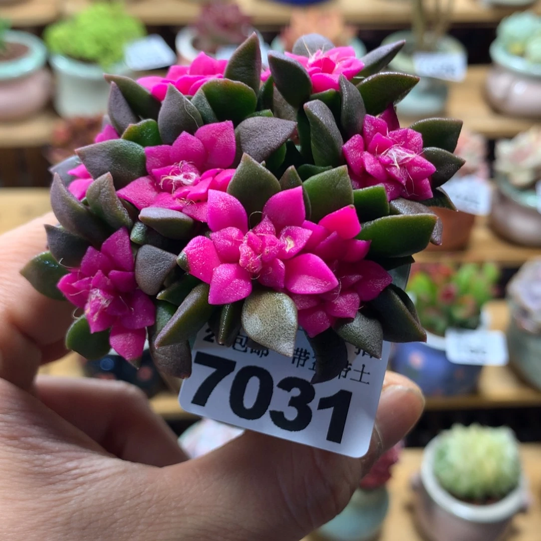 精控多肉植物7031