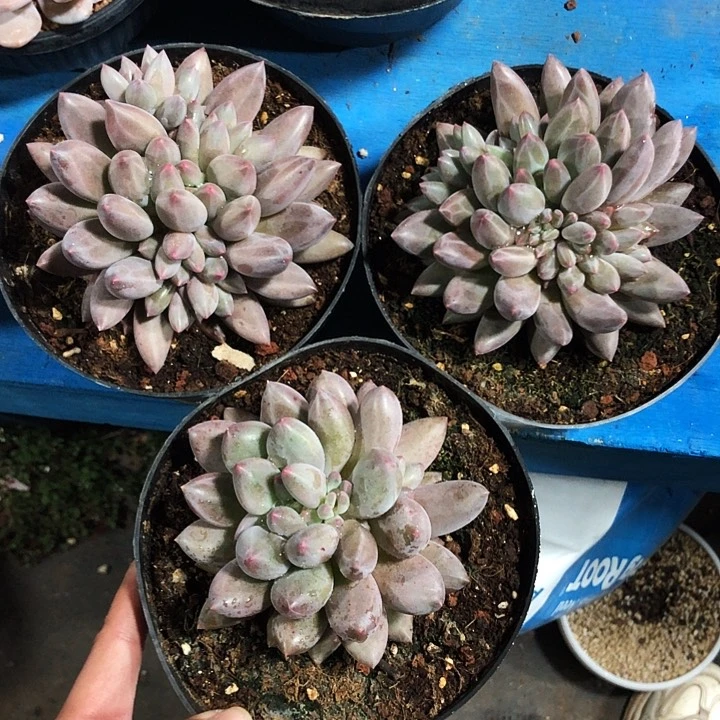 胖体水晶球自然群多肉植物