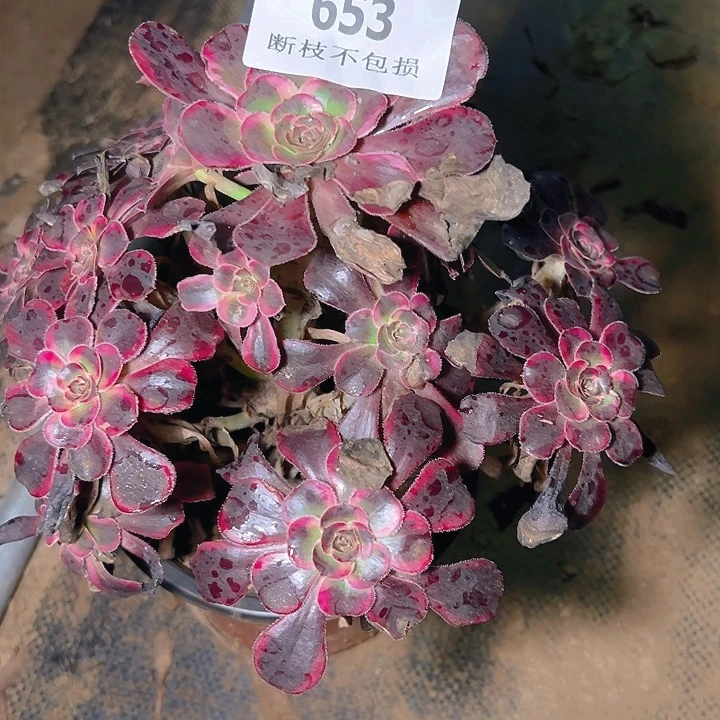 653丽娜多肉植物保护