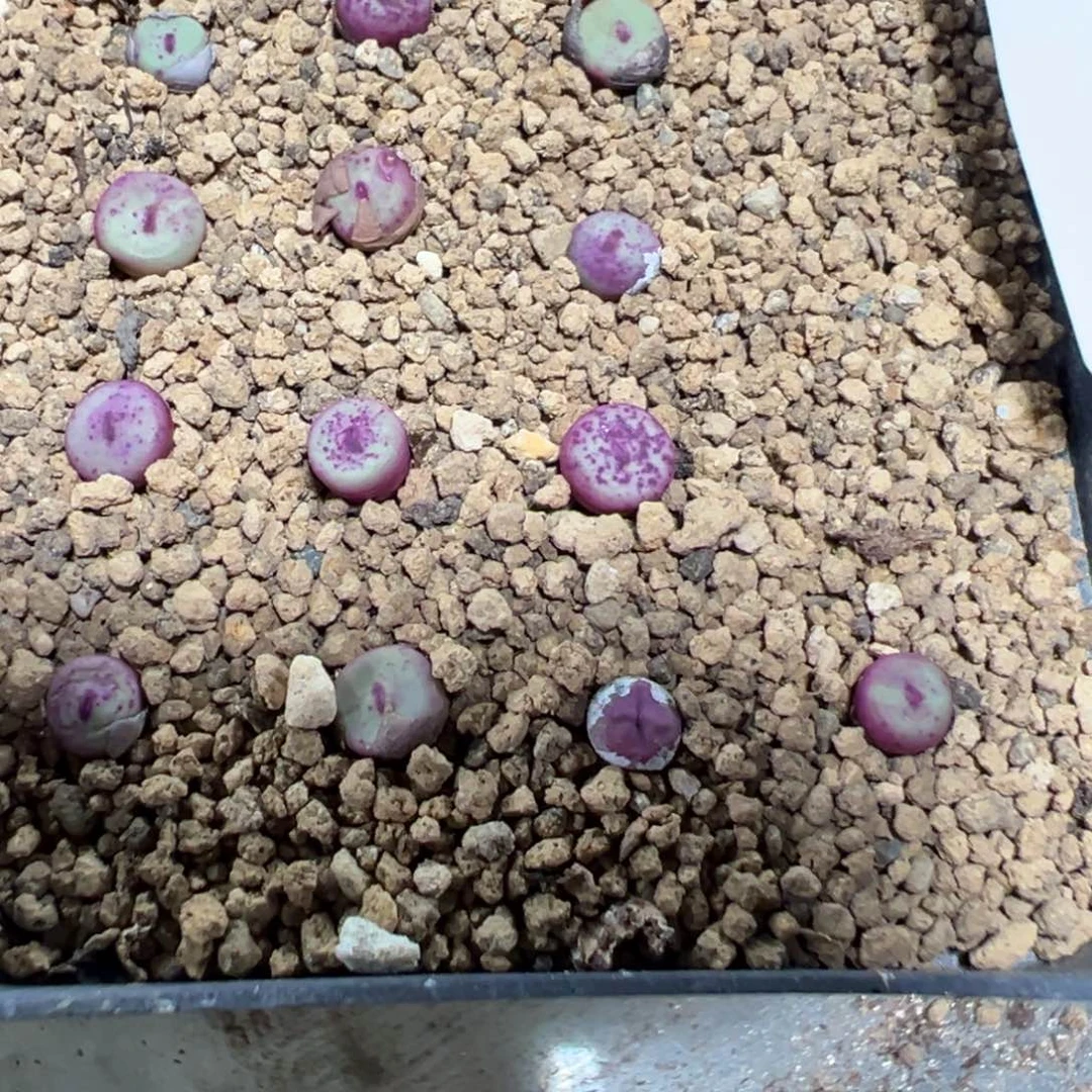 4-152量拍TS427小红嘴5颗