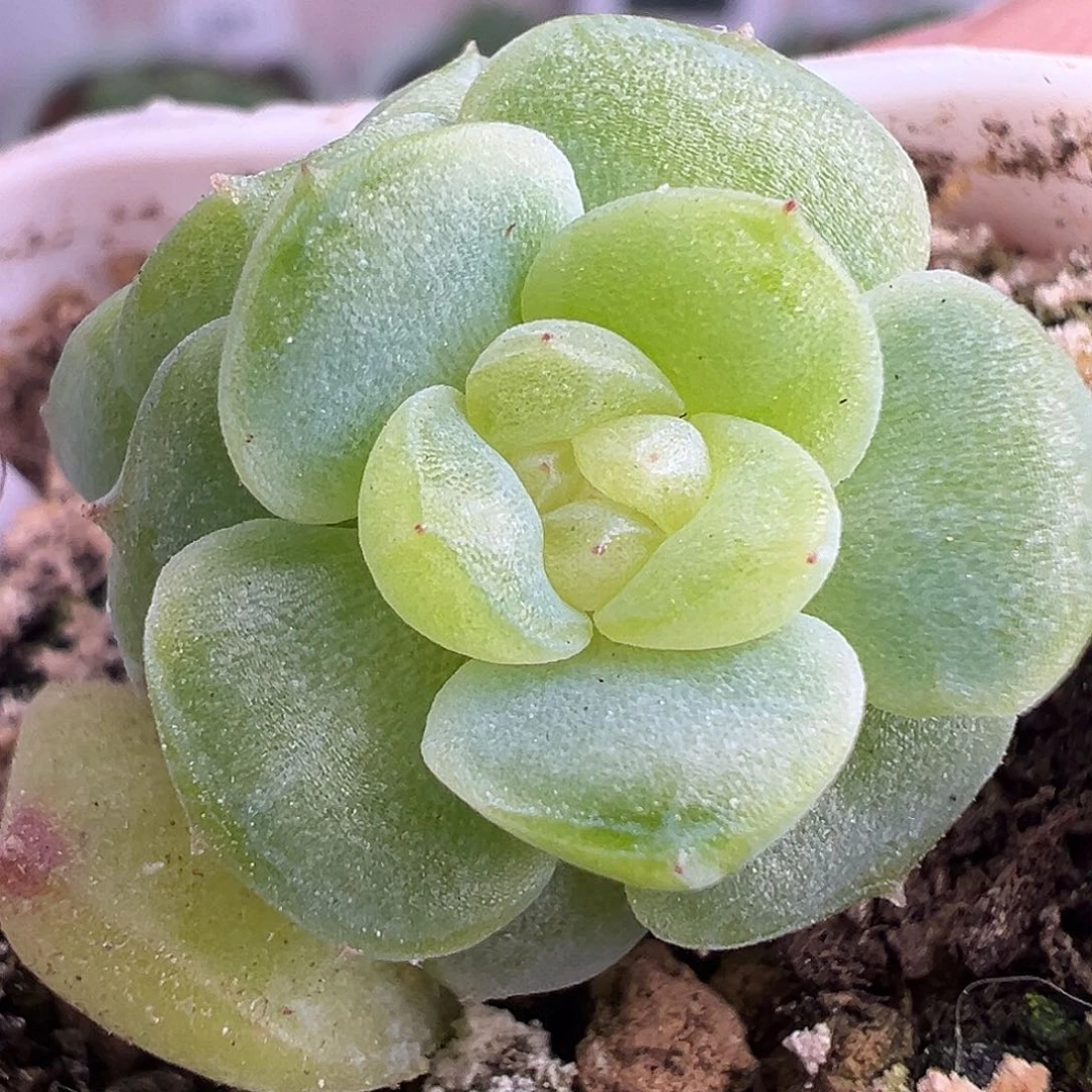 风花雪月星月。双头福利