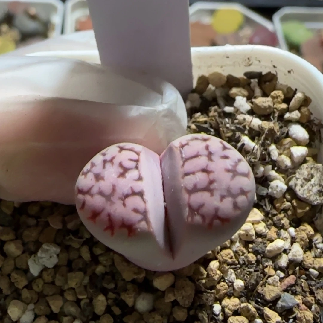 11.17。萌肉紫花纹。7028