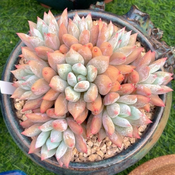 多肉植物 金美人-4