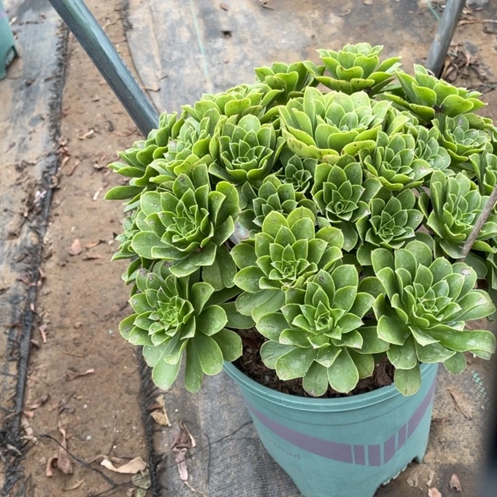 阳光玫瑰多肉植物多肉77