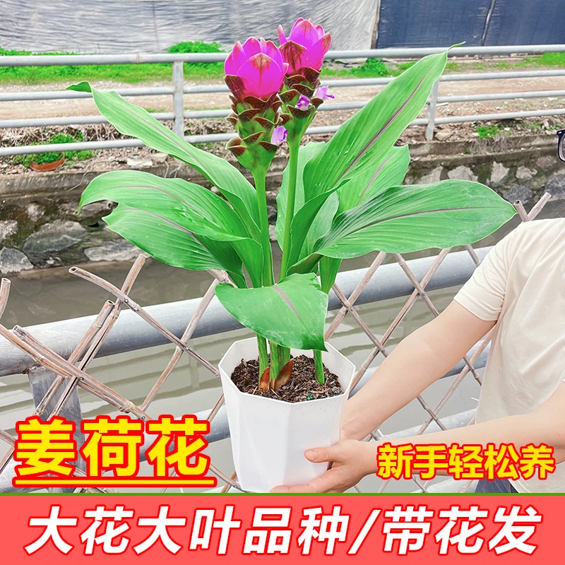 大花姜荷花盆栽带花苞大叶阳台四季开花绿植物办公室桌面耐热耐晒