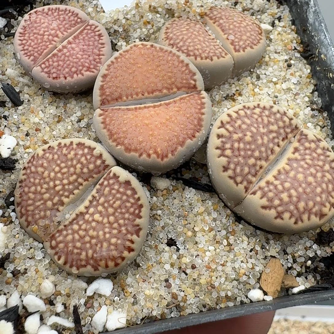 F***W523多肉哈哈哈哈哈哈哈哈