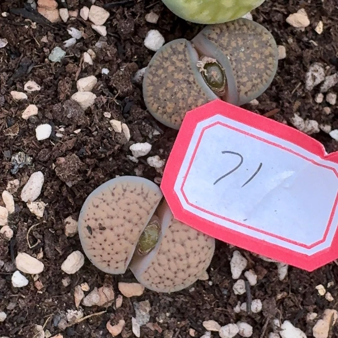 71两颗朝贡玉哈哈哈哈哈