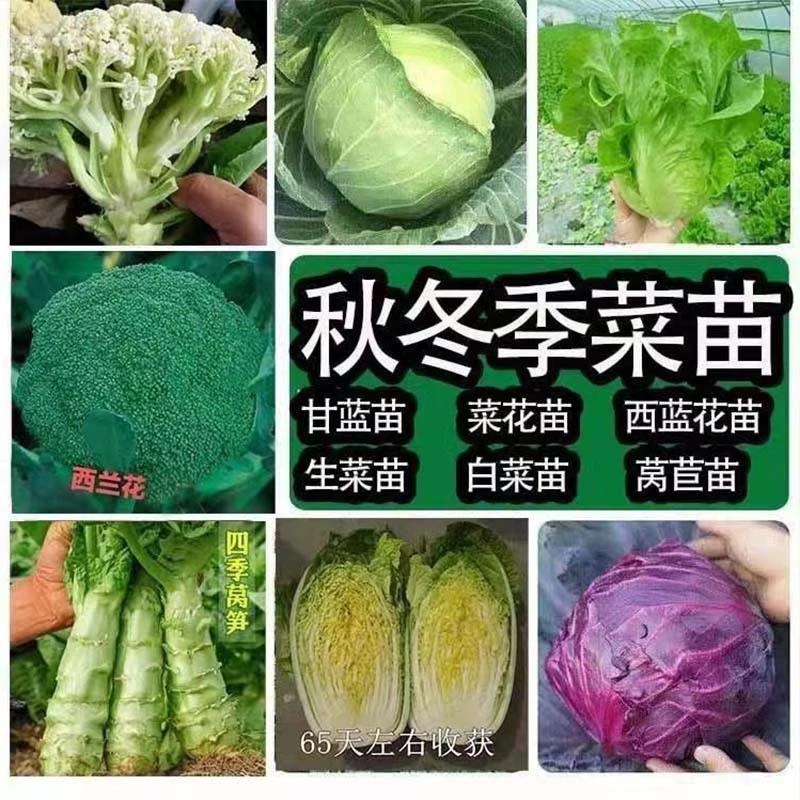 西兰花秧苗松花菜苗绿花菜苗白花菜苗甘蓝苗莴笋秧苗芹菜四季种植