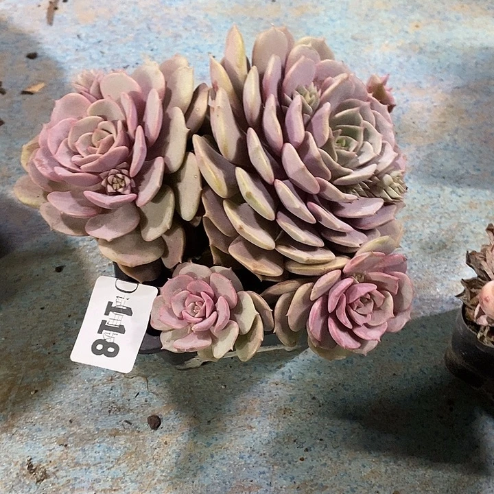 妮***子118粉蝶多肉植物多肉