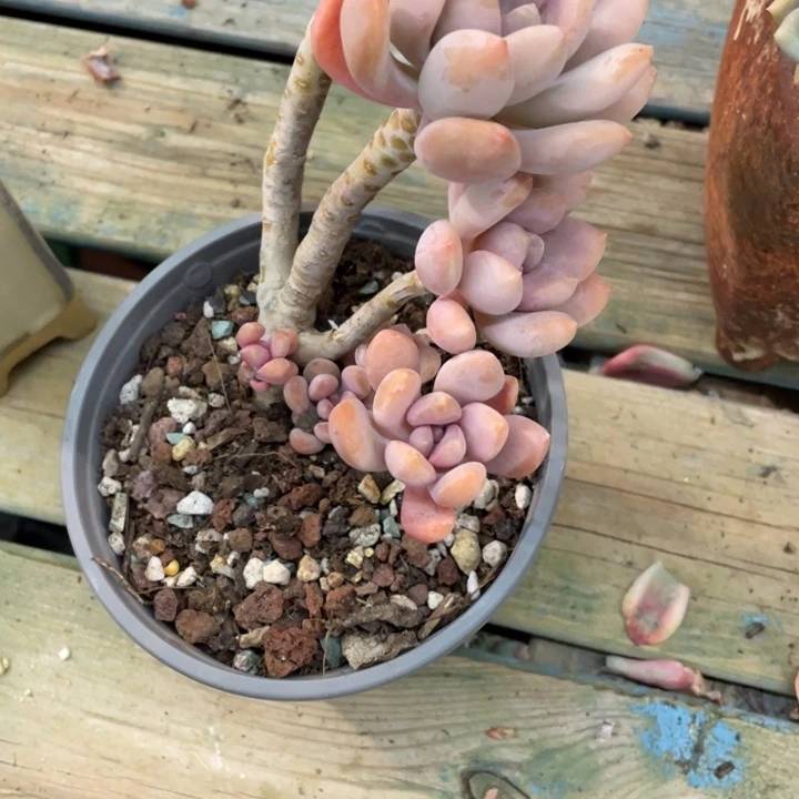 心**情弥鹿之森一物一图