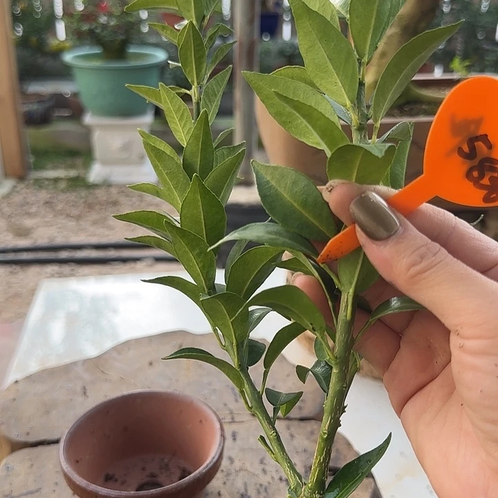 吻***慌直播间八房柑一物一拍