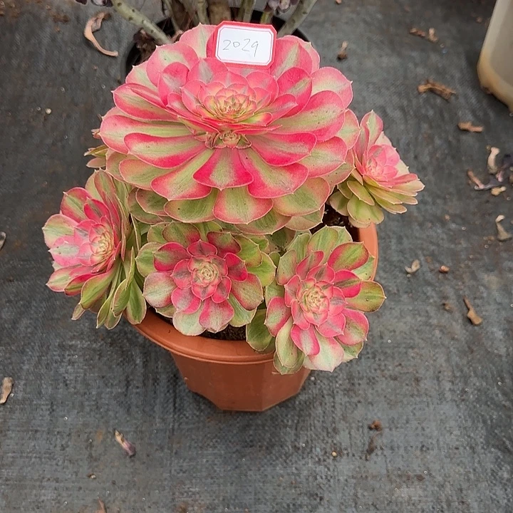 精品多肉植物2029