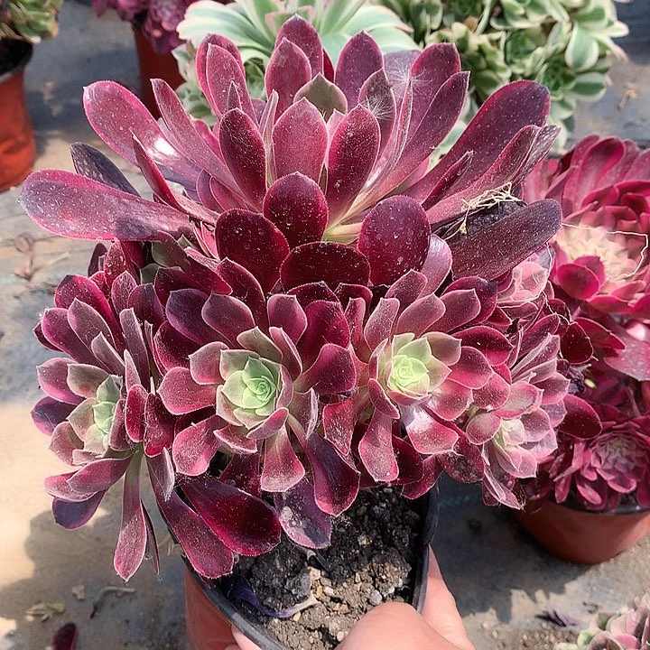 650金丝多肉植物