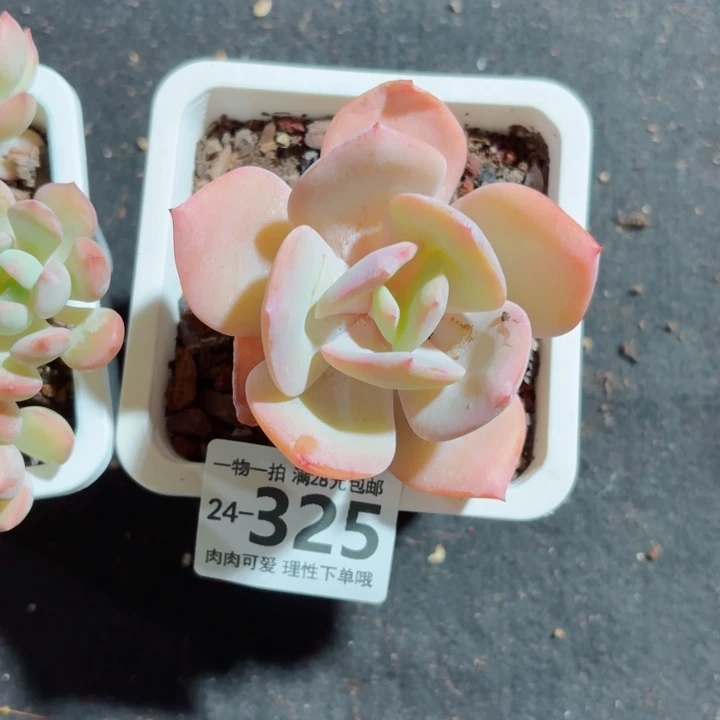 白凤多肉无盆土发货无盆土