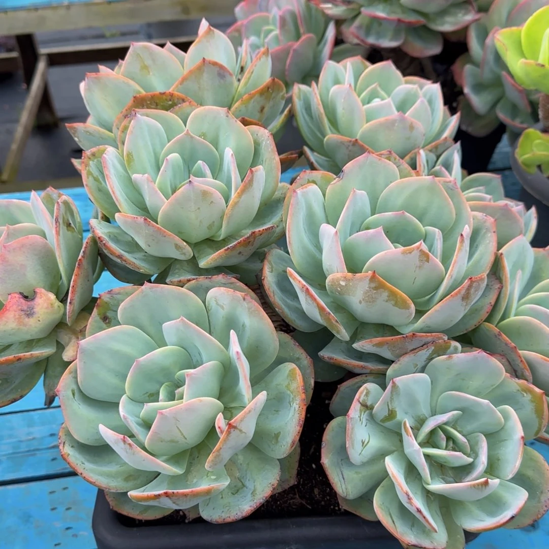 凤一物一拍8-6物流