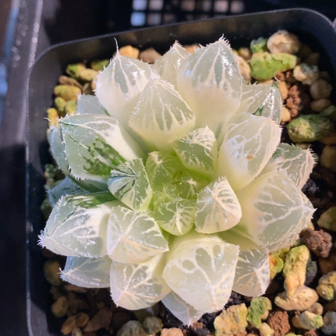 一颗实生大叶楼兰锦 特价