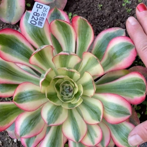 820爱丽丝满25包邮多肉