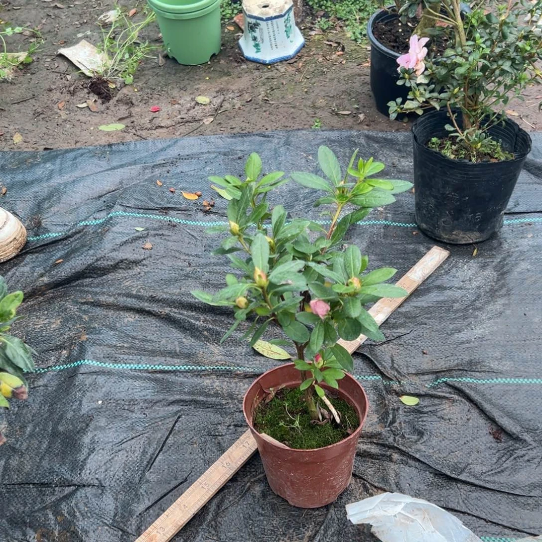 鱼***鱼完全开放双色桃梅锦