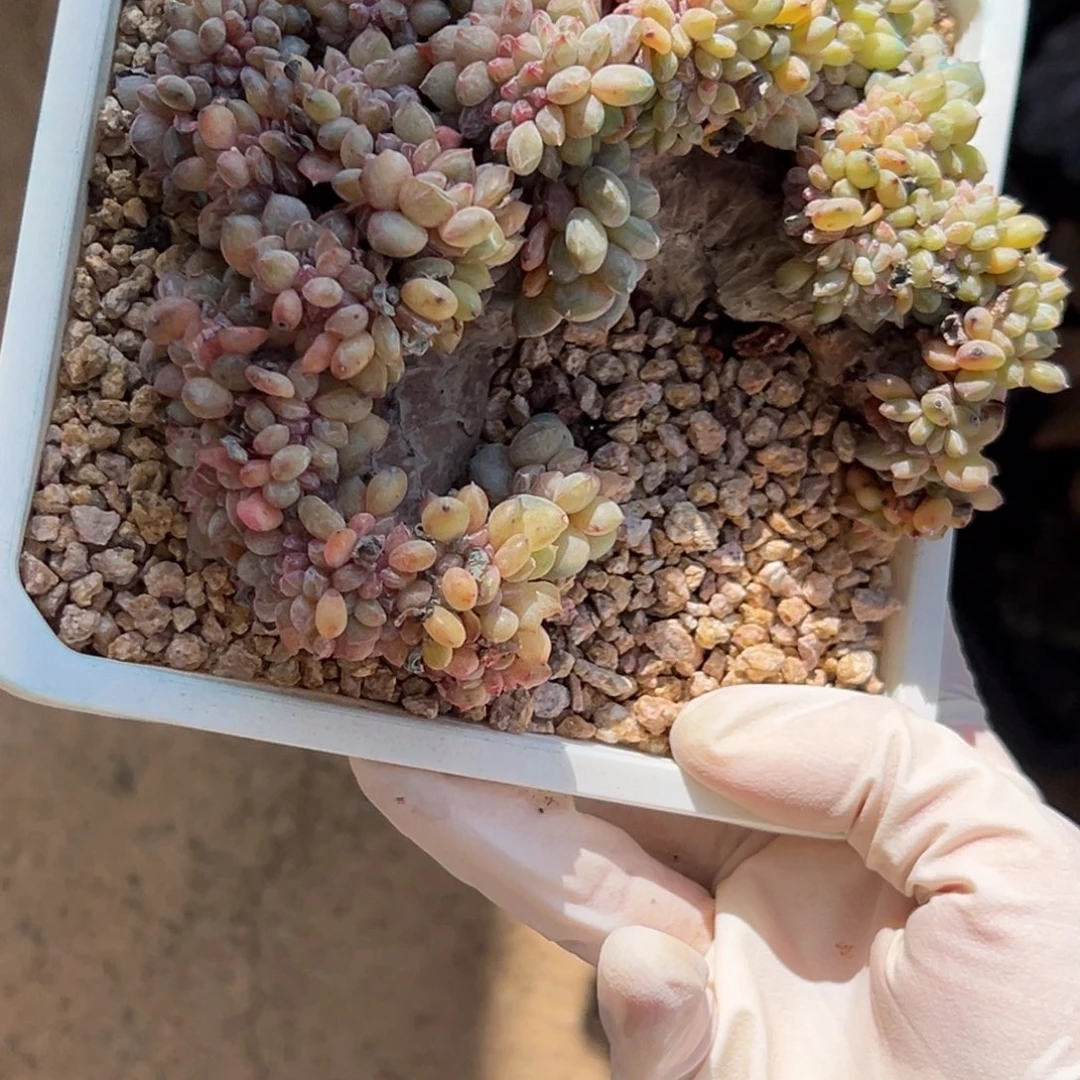 新年快乐 新年快乐