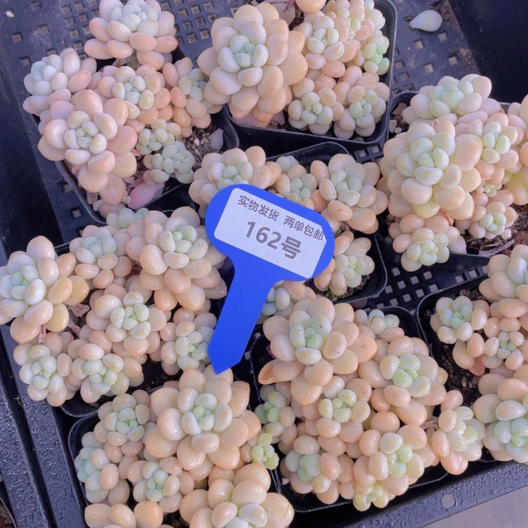 162号奶黄体洛可可老桩群一个