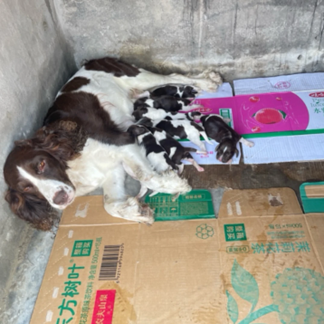 史宾格幼犬7月25号出生