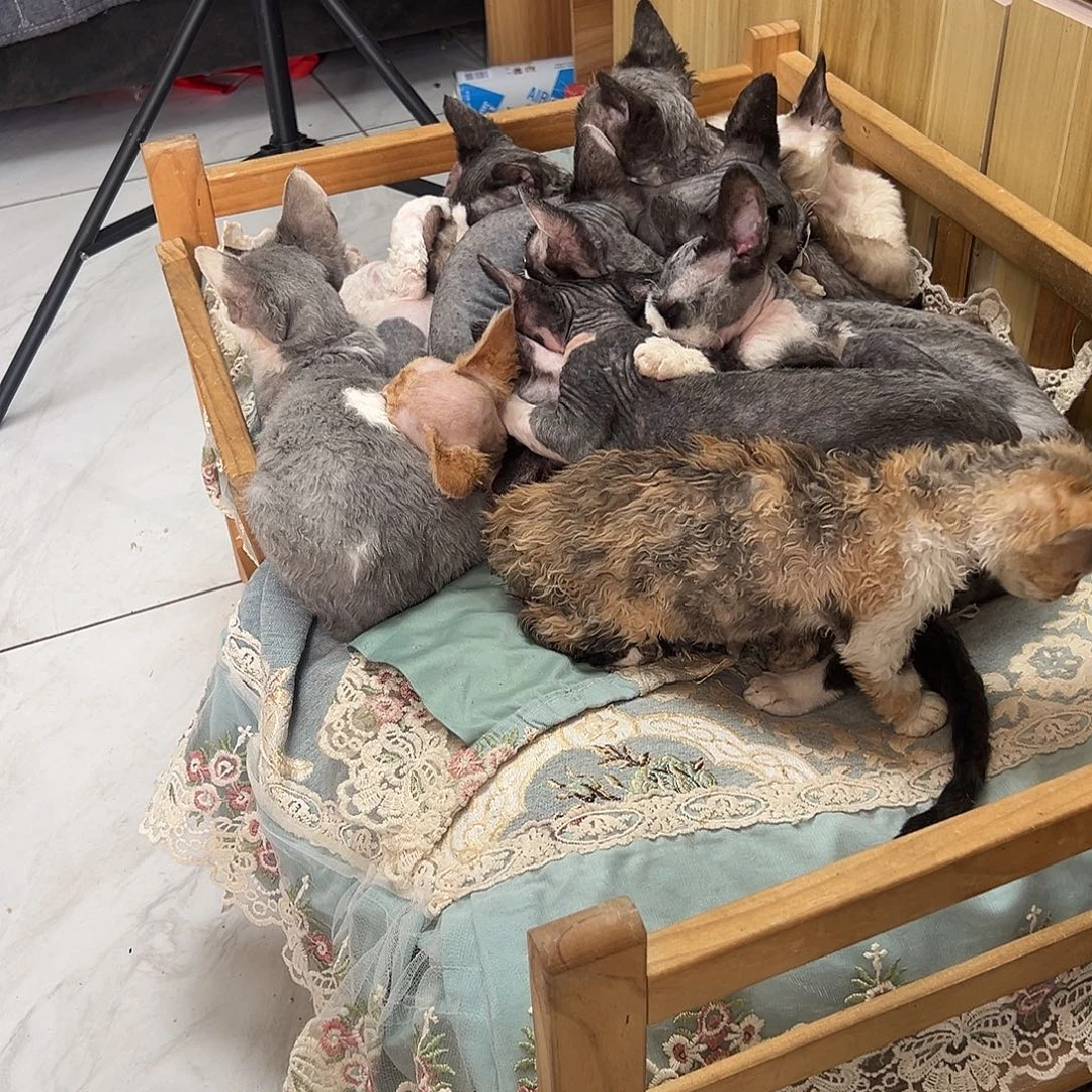 德文卷毛猫咖色长毛妹妹包运