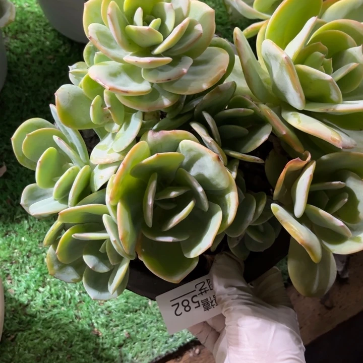 582凤群多肉植物