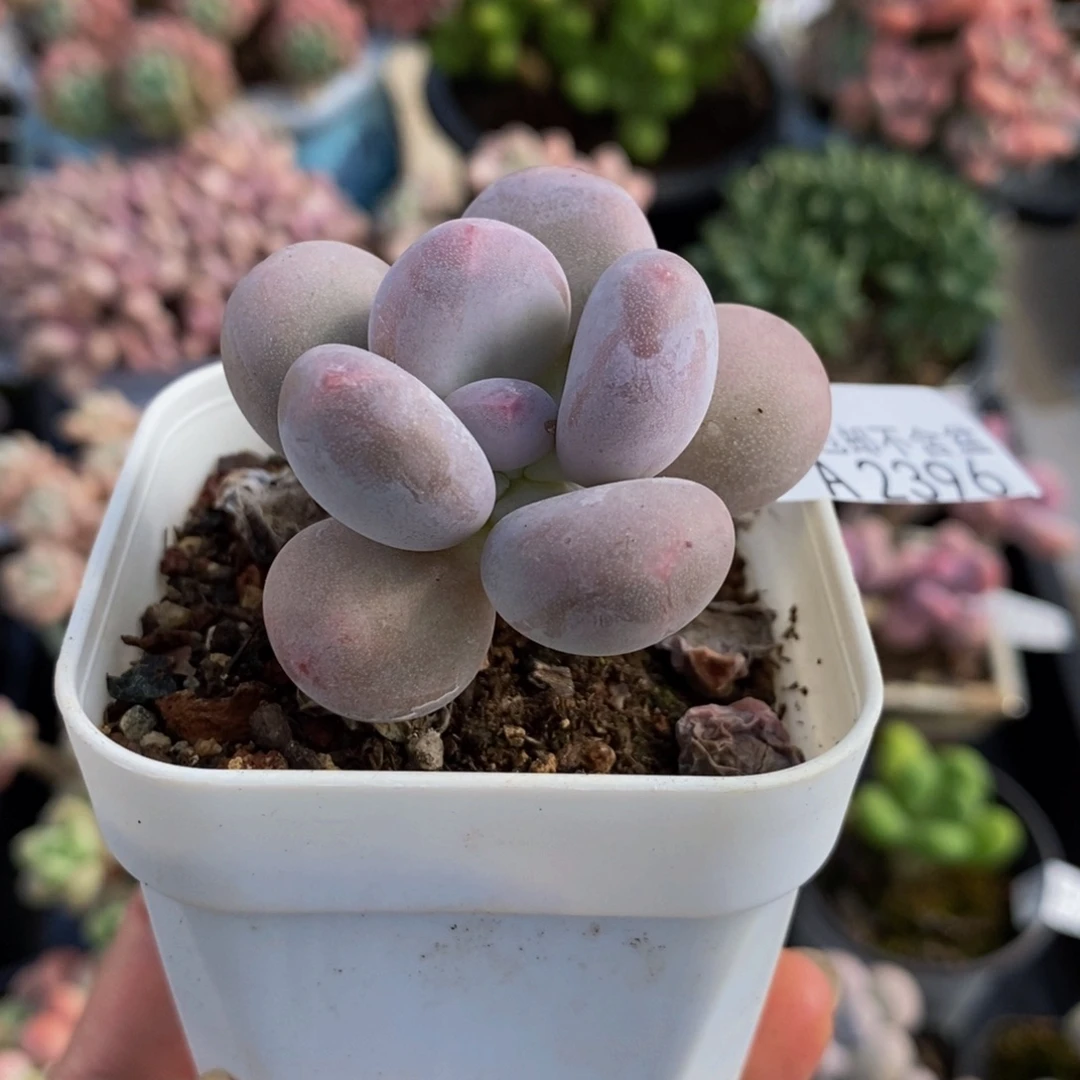 2396蛋黄奶5cm多肉