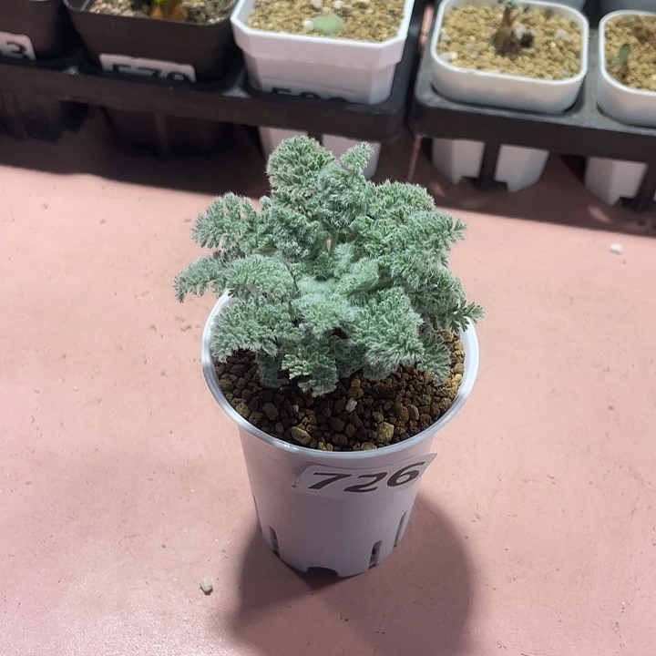 726羽叶杨葵大单头