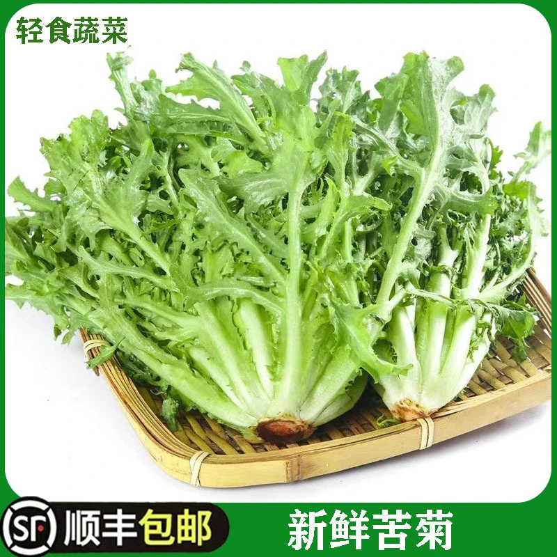 苦菊生菜新鲜蔬菜沙拉食材包邮苦苣狗牙菜西餐健身轻食苦细叶生菜