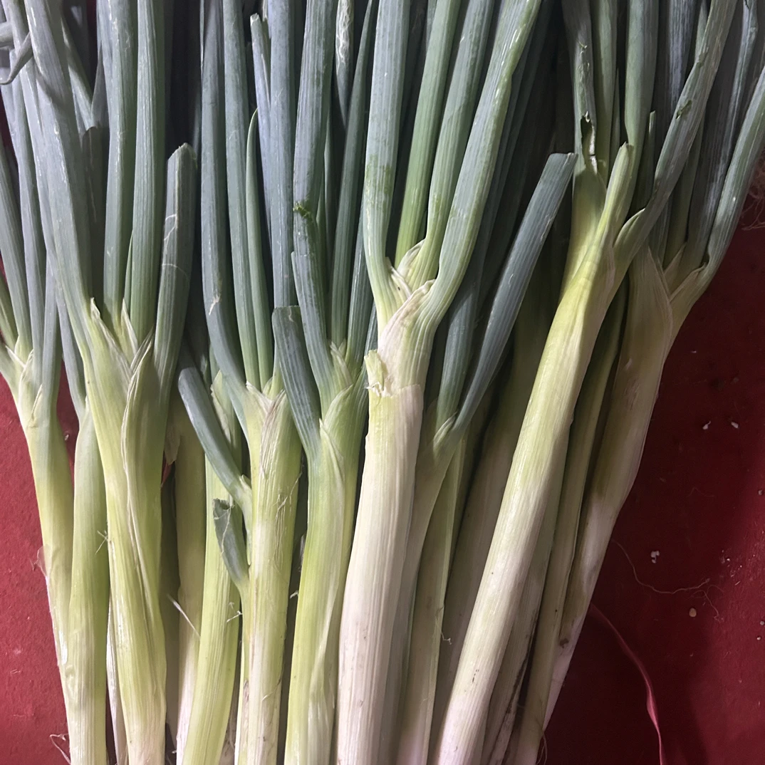 新鲜现挖天津本地五叶齐大葱，存冬存，现拔现发增鲜提味顺丰包邮