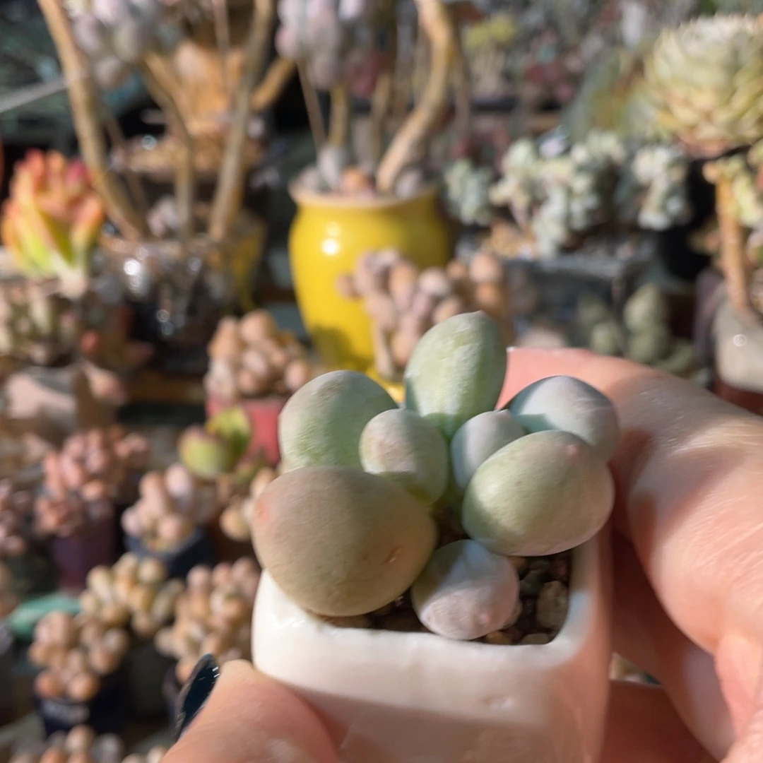 贾***悦多肉植物的生长发育和生长