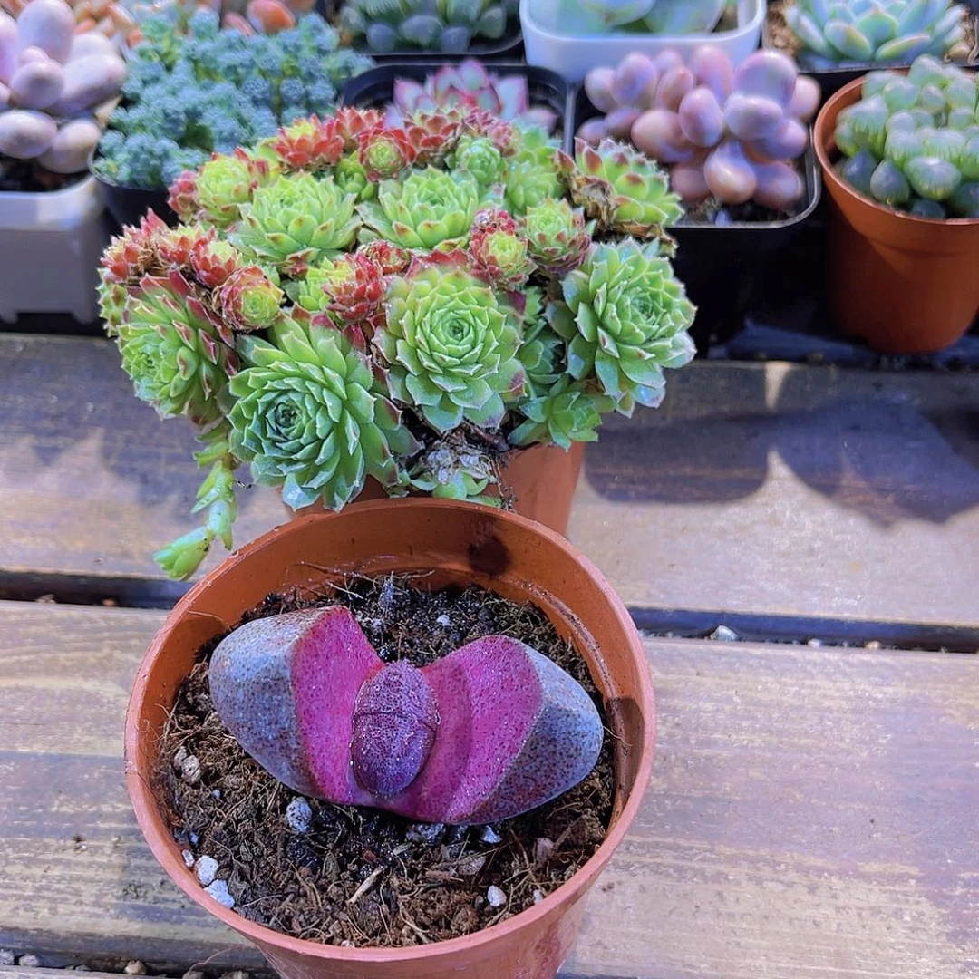 爱德华。紫元宝111111111111