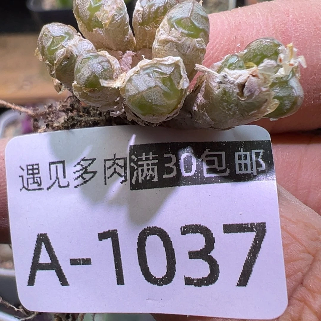 多肉植物111111111111