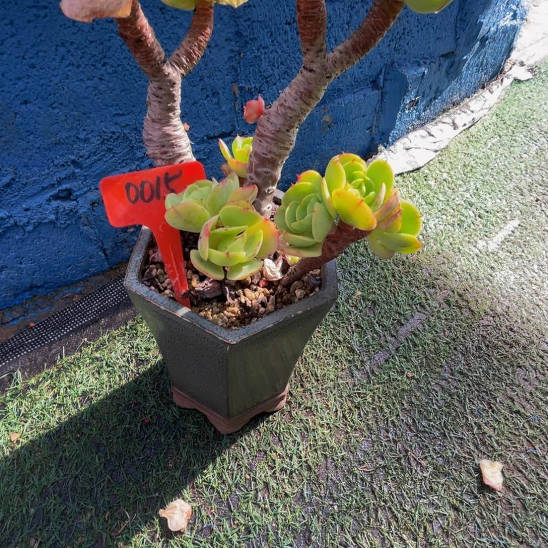 0015上午多肉植物群生带盆