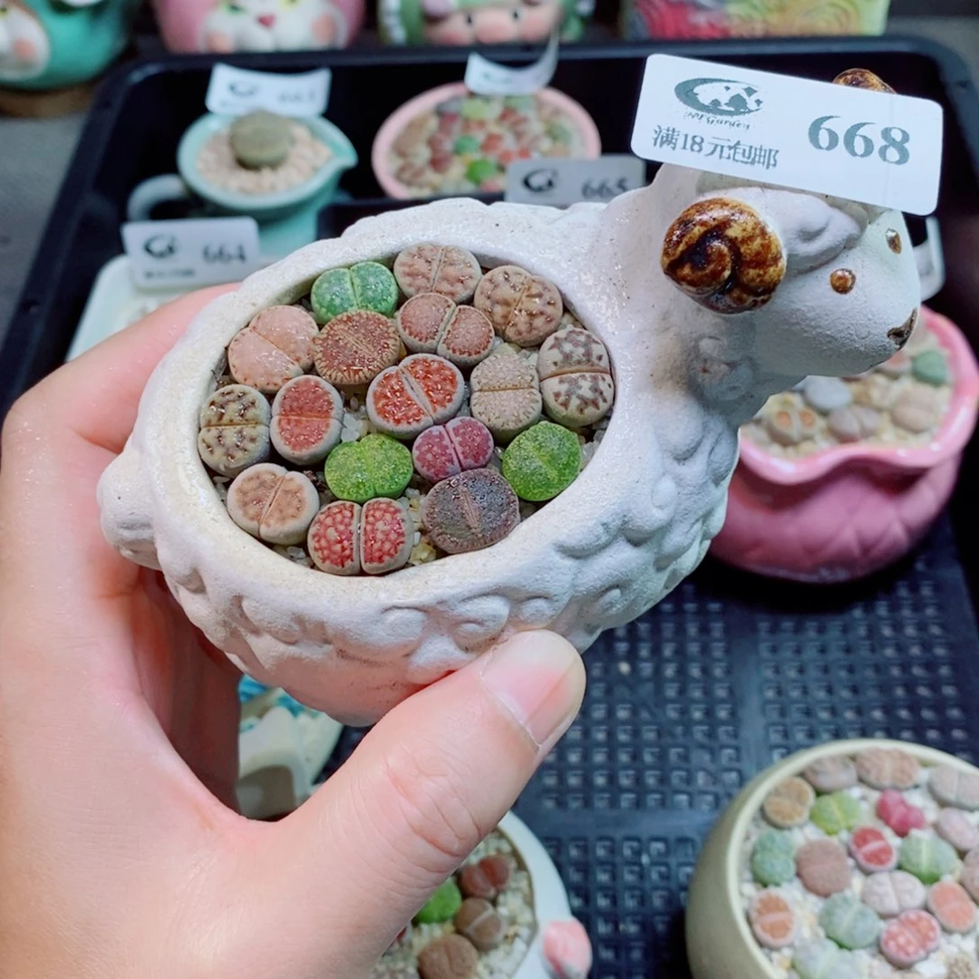 生石花花花花花花花668