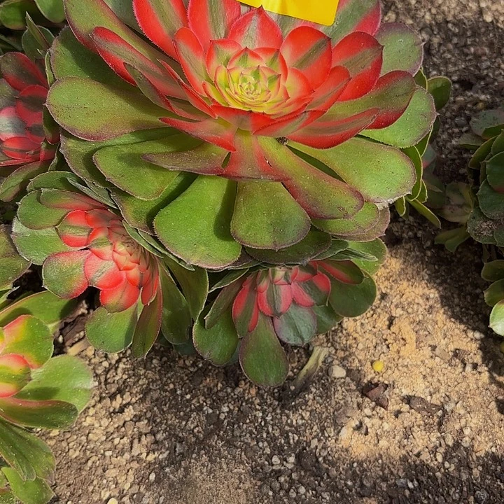 哈哈多肉葡萄福利5216个