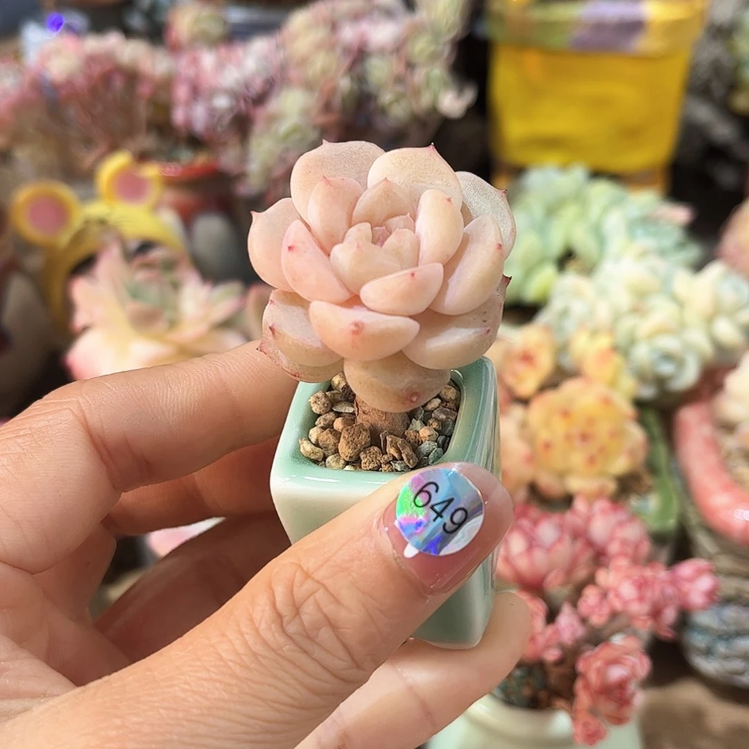 浅*649 多肉含盆土30元包邮除偏远