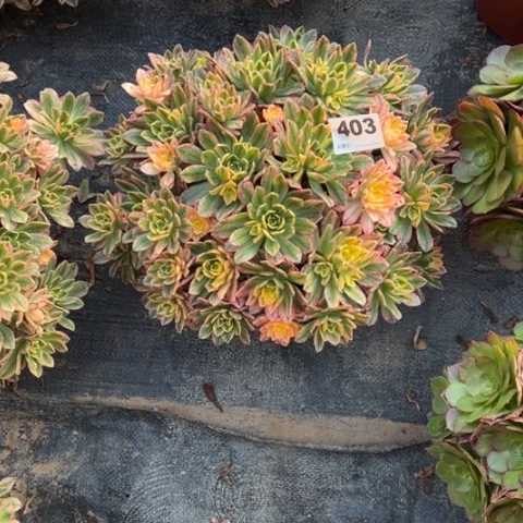 梦***雪403甜茶多肉植物，