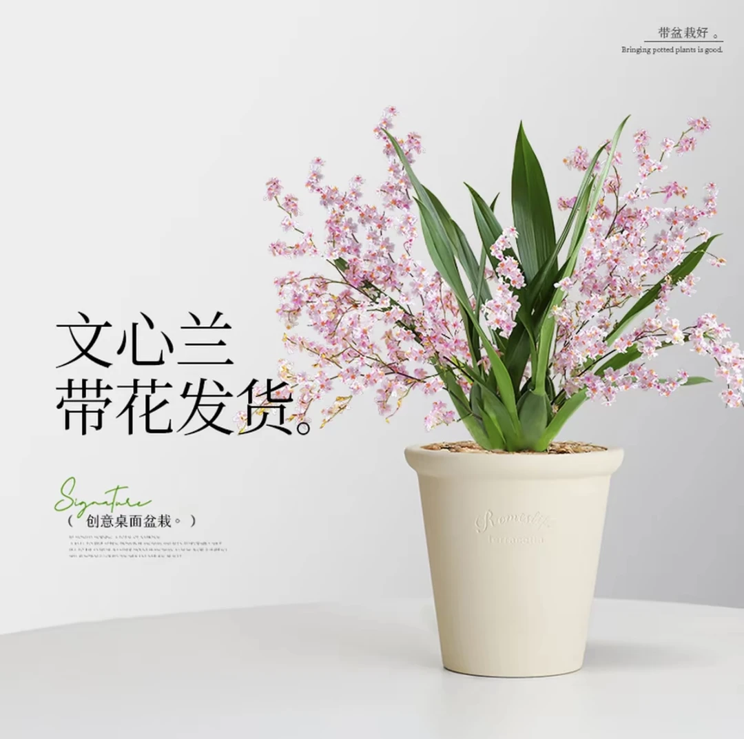 梦香文心兰室内耐旱文心兰带花苞浓香室内花卉文心兰带花苞盆栽
