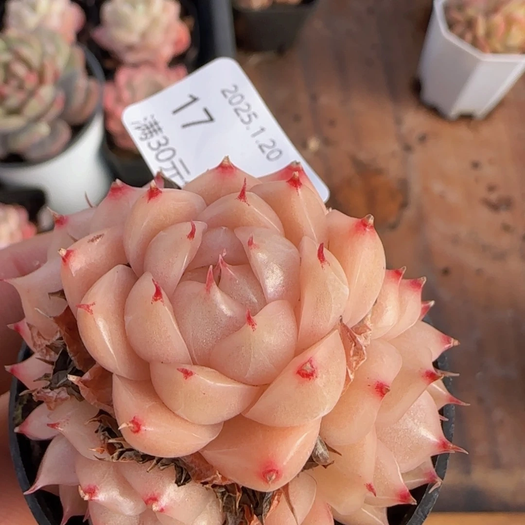 包子麦秆群一颗脱土