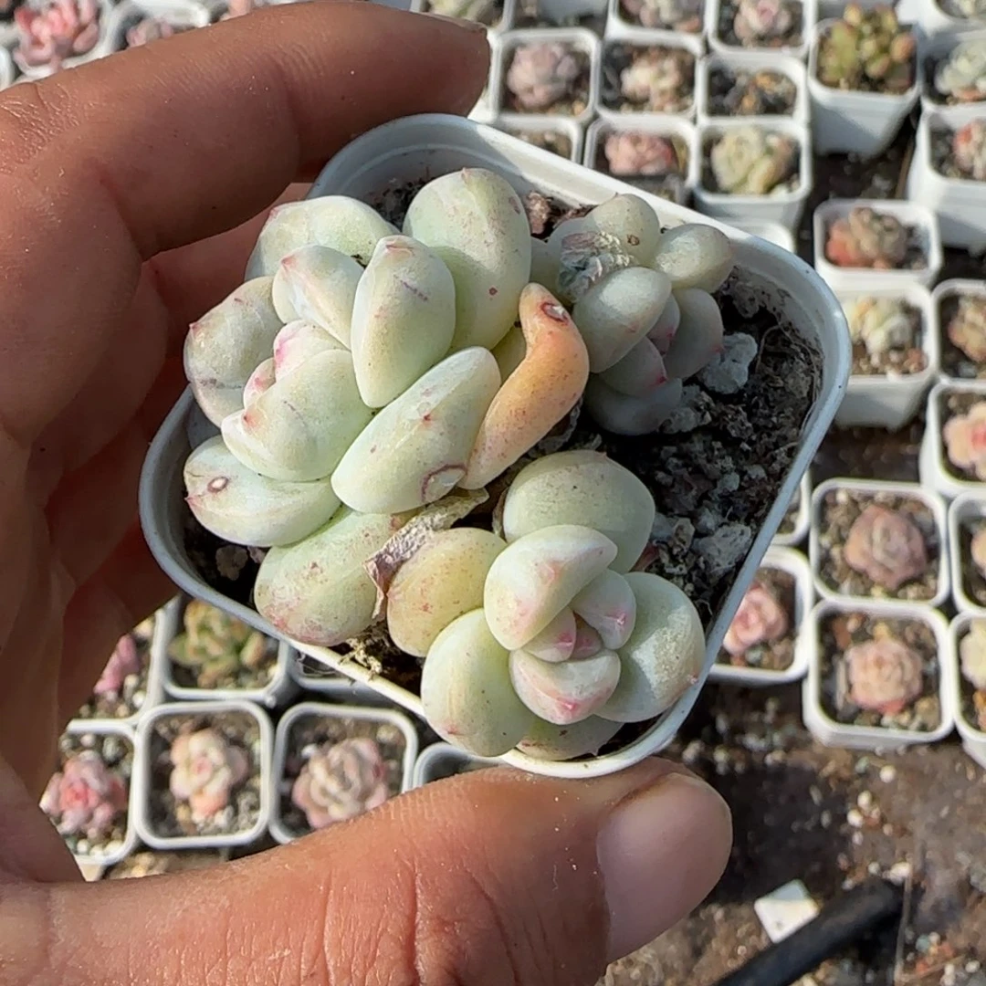 小卡拉米糖心一物一拍