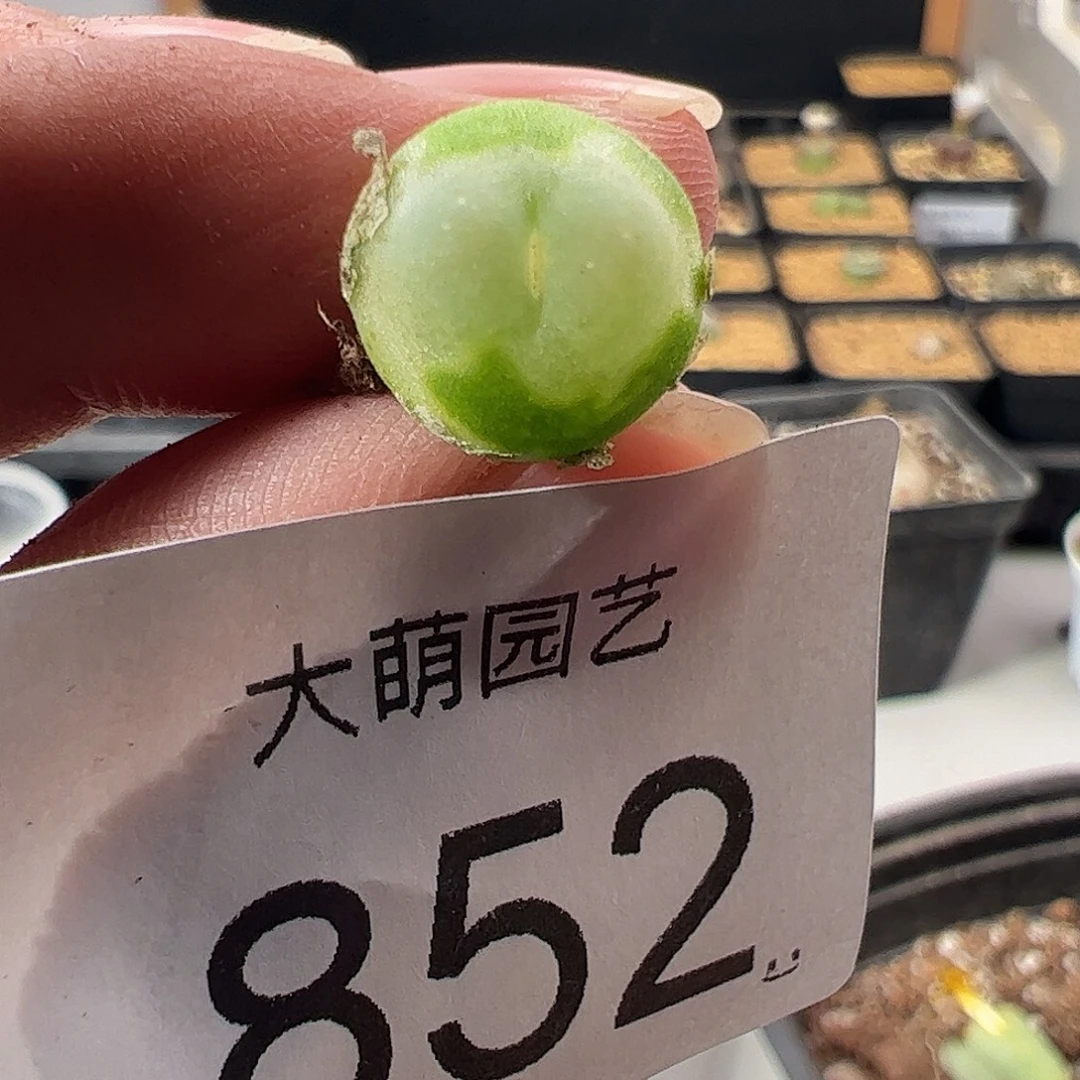 一物一拍有疤。  852