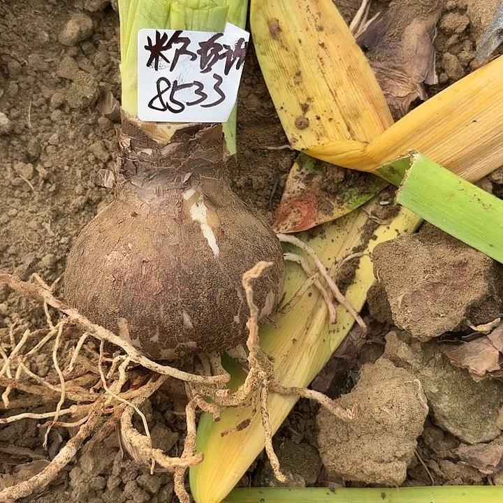 锦*台朱粉珍珠7.5左右带土8533