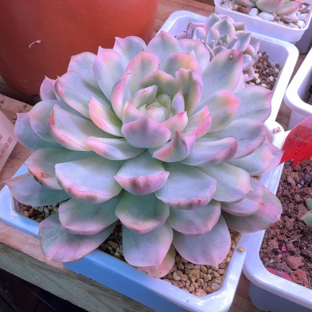 无花朵草莓蛋糕锦