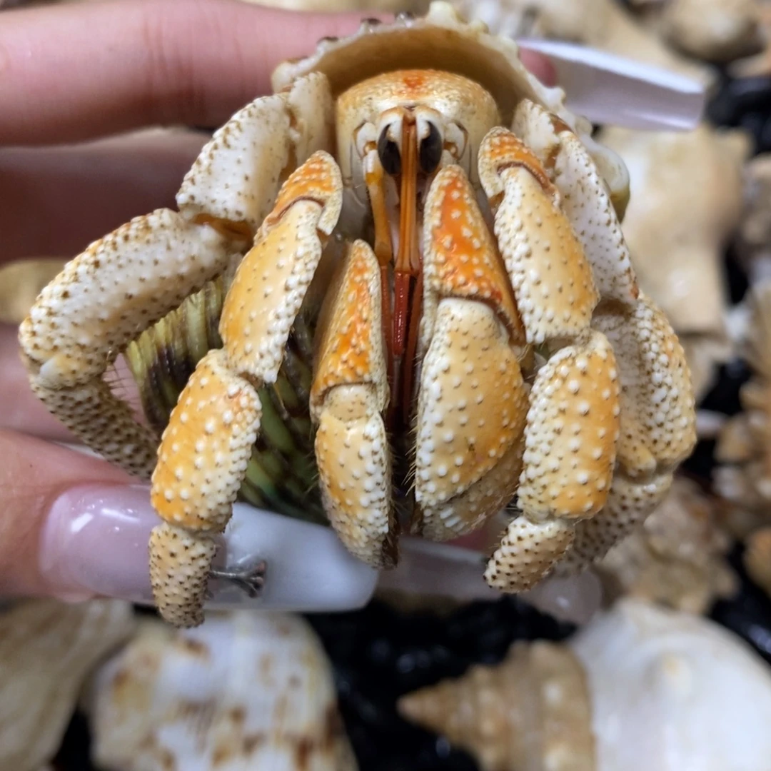 你懂专拍3.1口奶黄包